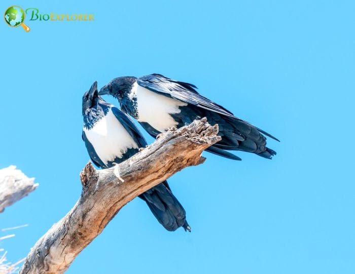 are there pied crows in the uk?