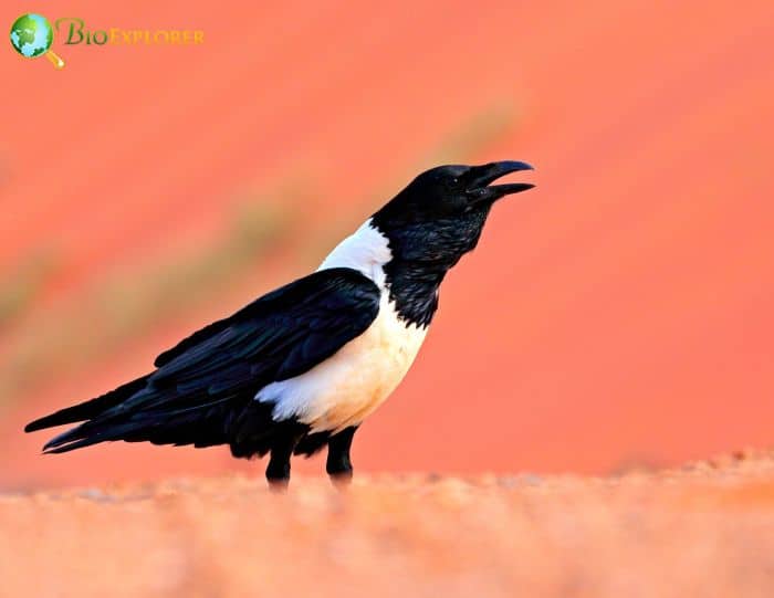 are there pied crows in the us?