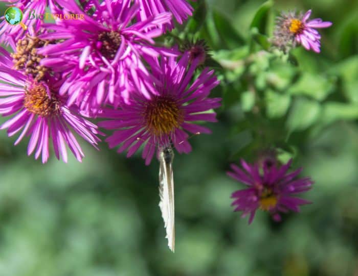 Aromatic American Aster 