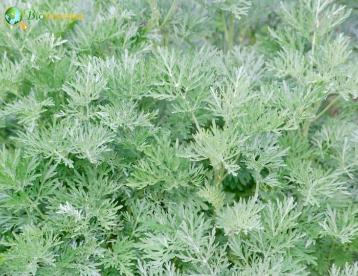 Artemisia Herba Alba