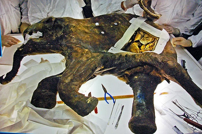 Baby Woolly Mammoth From Siberia