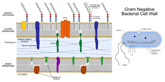 Bacterial Cell Wall