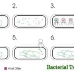 Bacterial Transduction