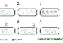 Bacterial Transduction