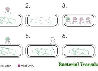 Bacterial Transduction