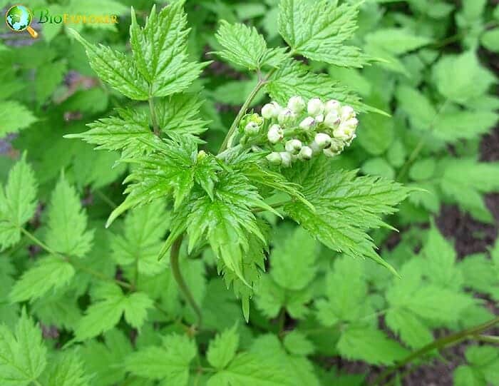 bane berry flower