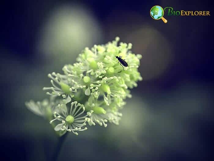 baneberry plant flowers