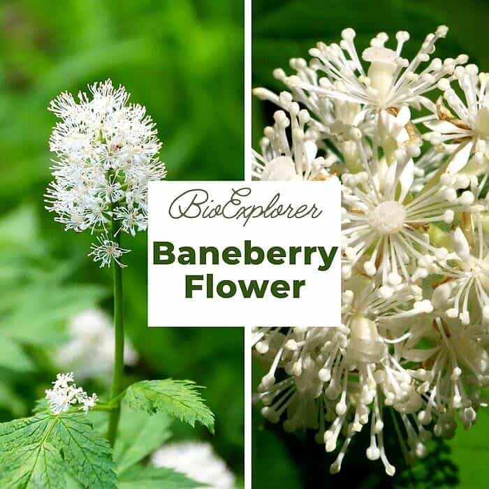 baneberry flower