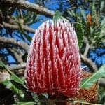 banksia flower