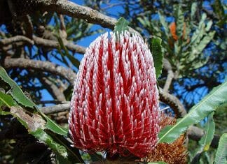 banksia flower