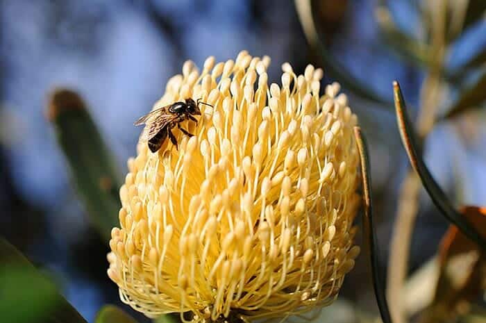 banksia flower with a bee