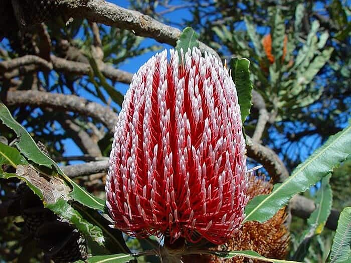 banksia flower