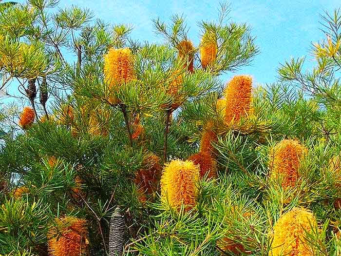 banksia flowers