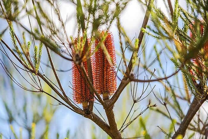 banksia tree flower