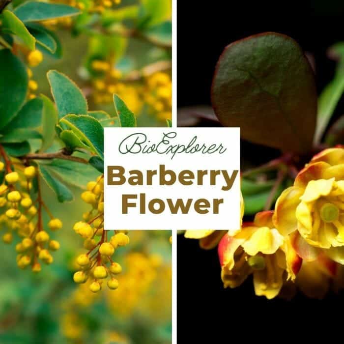 Barberry