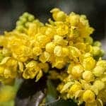 Barberry Flower