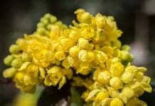 Barberry Flower