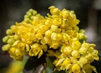 Barberry Flower