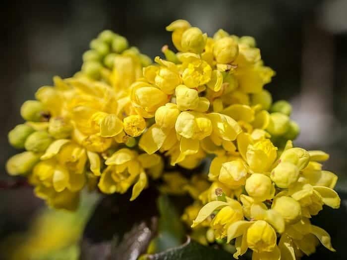 Barberry Flower