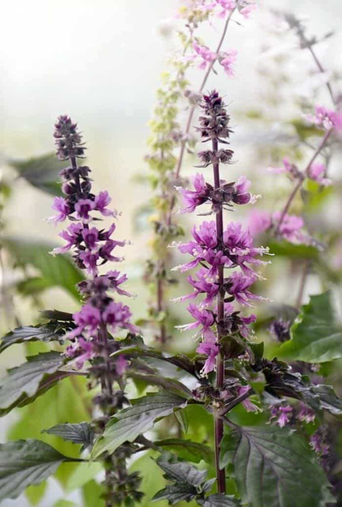 basil flowers