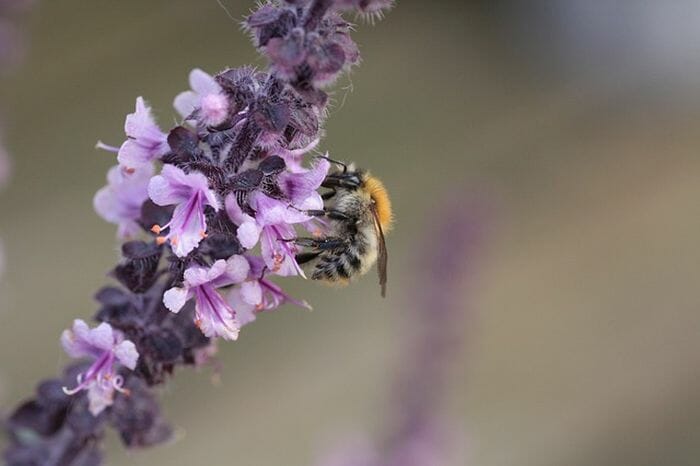 purple basil flower