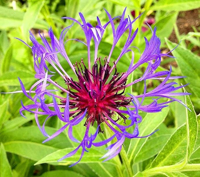 basket flower