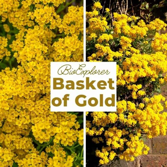 Basket Of Gold