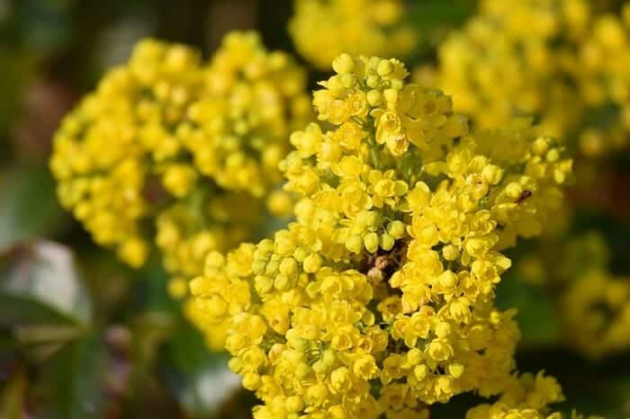 Basket Of Gold Flowers