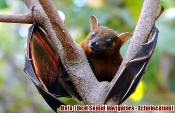 Fruit bats (Echolocation)