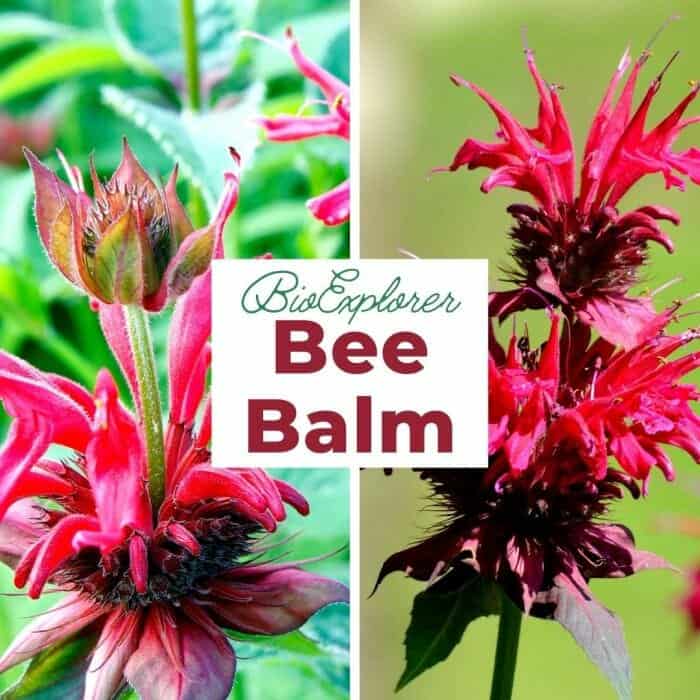 Bee Balm