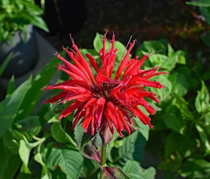 Bee Balm Flower