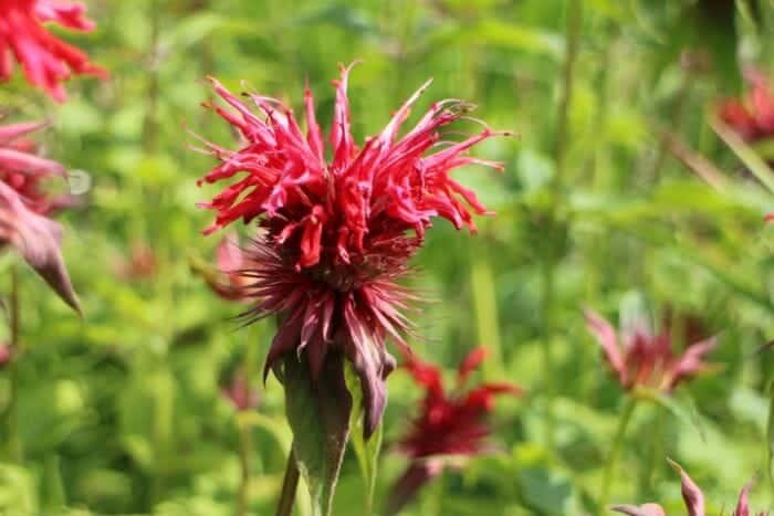 Bee Balm