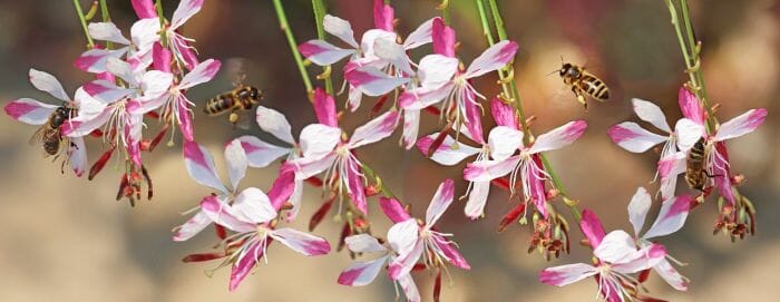 Bee Blossom