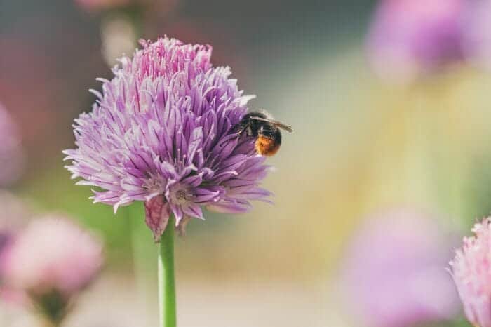 Bee On Chives Flower