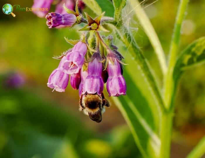 Bee On Comfrey Flowers