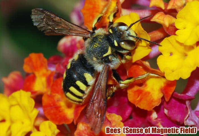 Bees (Sense Earths Magnetic Field)