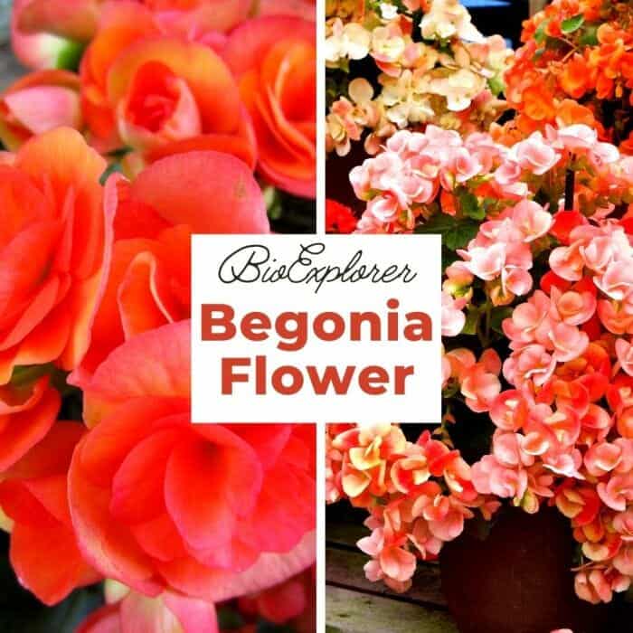 Begonia