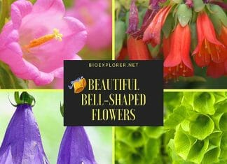 Bell-shaped Flowers