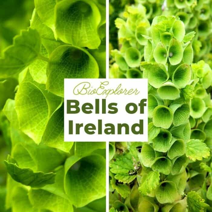 Bells Of Irela