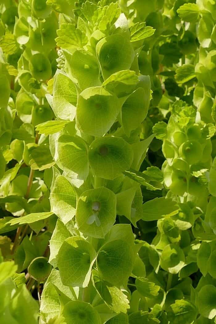 Bells of Ireland Flowers