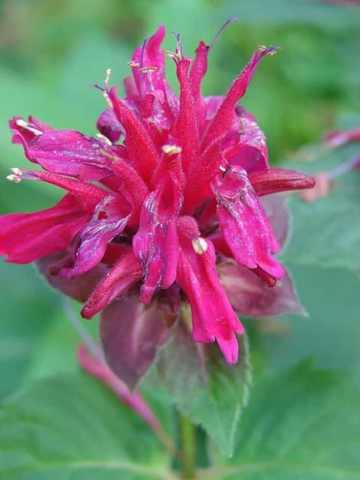 Bergamot Flower