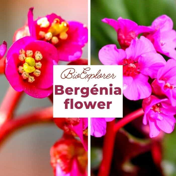 Bergenia