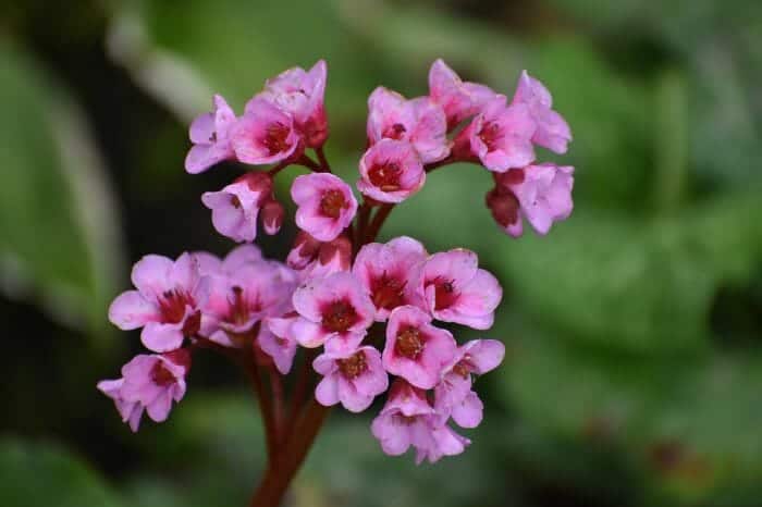 Bergenia Elephant Ears