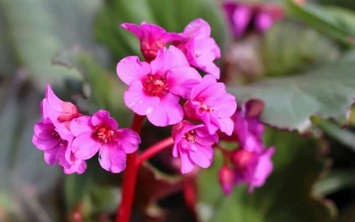 Bergenia Flower