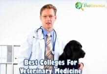 best universities for veterinarian