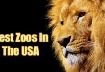 best zoos in the usa