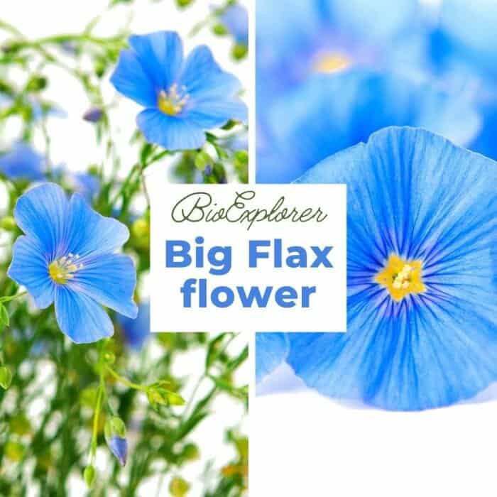 Big Flax