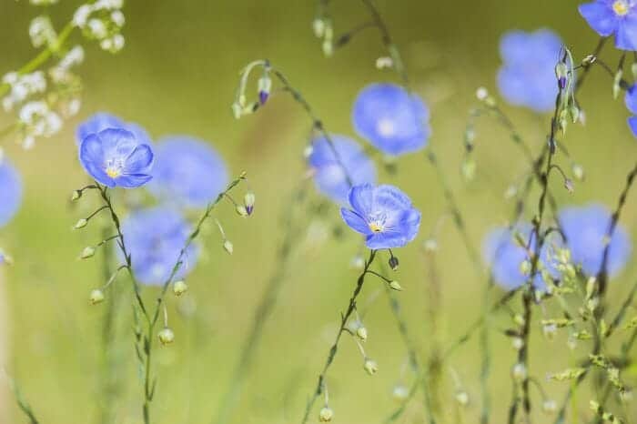 Big Flax Flower