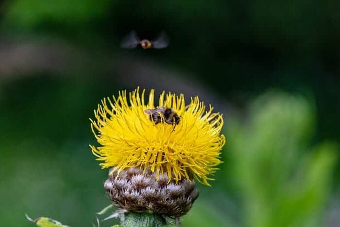 Bighead Knapweed