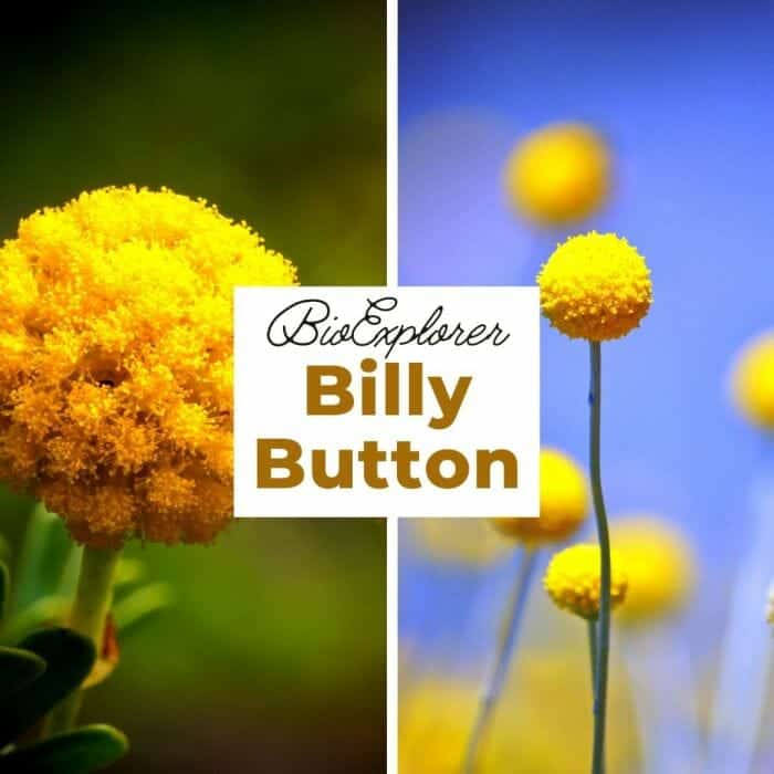 Billy Button